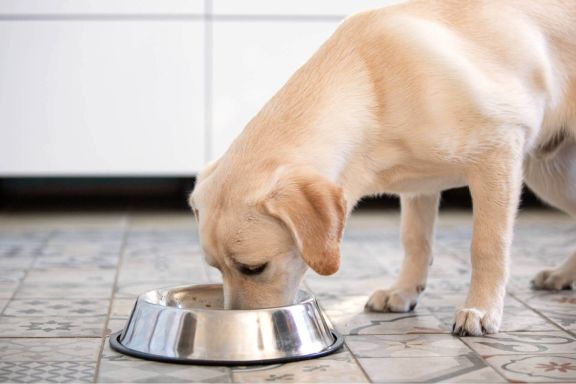 лабрадор ретривер